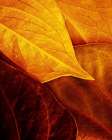 Leaves Art Print by Luiz Laercio
