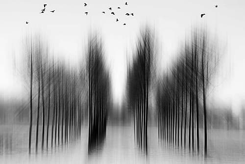 Tree Architecture Art Print