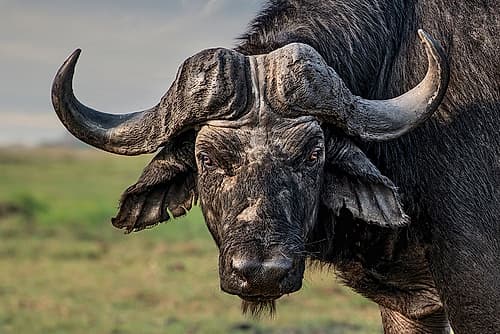 the old fighter Animals Print