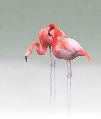 Just We Two Art Print by Anna Cseresnjes