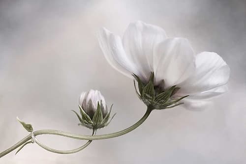 Cosmos Art Print by Mandy Disher