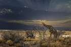 sunrise in Etosha NP Art Print
