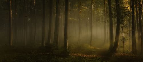 How Can Words Express The Feel Of Sunlight In The Morning Art Print