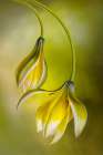 Tulipa Art Print