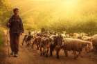 Shepherd Art Print