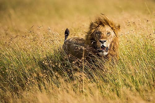 Lion King Animals Print