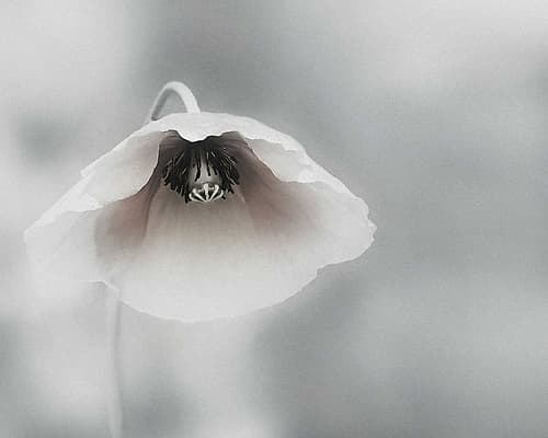 Ephemeral Beauty Art Print by Piet Flour