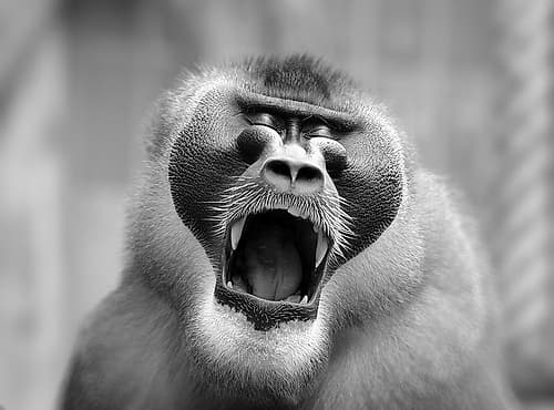 THE YAWN I Art Print