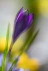 Sunbeam Art Print