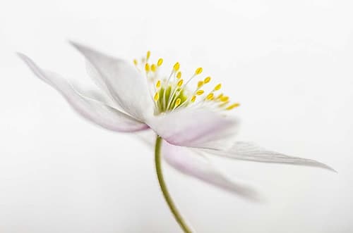 Nemorosa Art Print by Mandy Disher