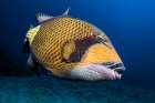Triggerfish Art Print