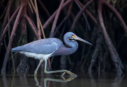 Stalking In The Mangroves Art Print