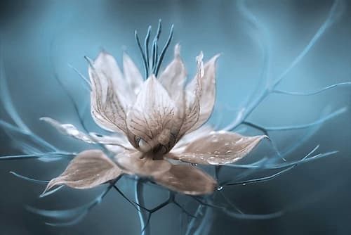 Nigella Art Print by Mandy Disher