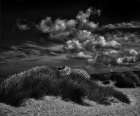 Seaside rendez-vous ... Art Print