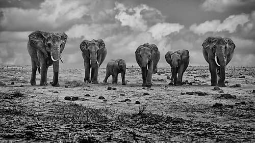 Big Family Art Print by Marcel Rebro