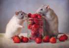 Strawberries Art Print