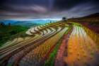 Unseen Rice Field Art Print