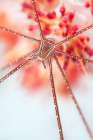 Snow Flower Art Print