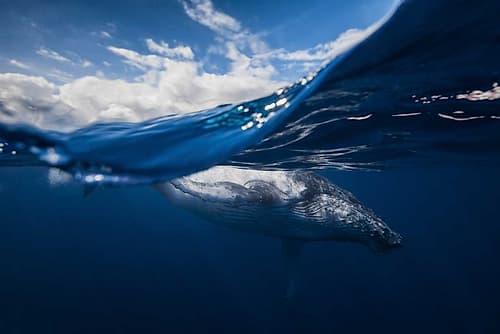 Humpback Whale And The Sky Animaux reproduction