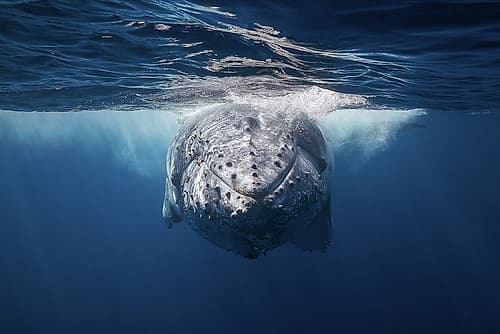 Face to face with Humpback whale Art Print