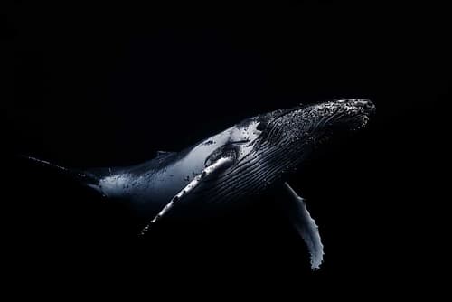 Black and Whale Art Print by Barathieu Gabriel