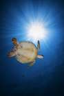 Green turtle Art Print