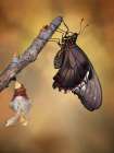 Birth Of A Swallowtail Art Print by Jimmy Hoffman
