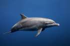 Dolphin Art Print