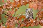 Boreal owl Art Print