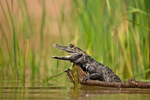 Dwarf crocodile Art Print