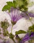 Frozen Mallow Flower Art Print