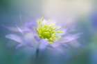 Windflower Art Print