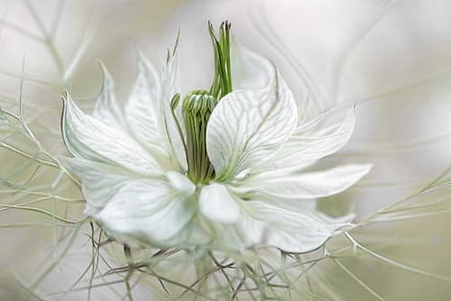 Nigella Art Print by Mandy Disher