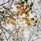 Autumn Song Art Print