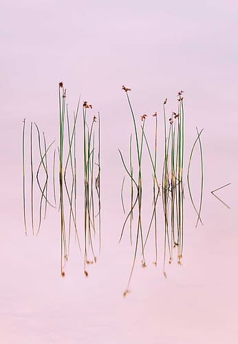 Reflection Of Serenity Art Print
