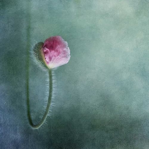 Trust Art Print by Priska Wettstein