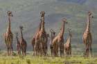 Giraff family Art Print