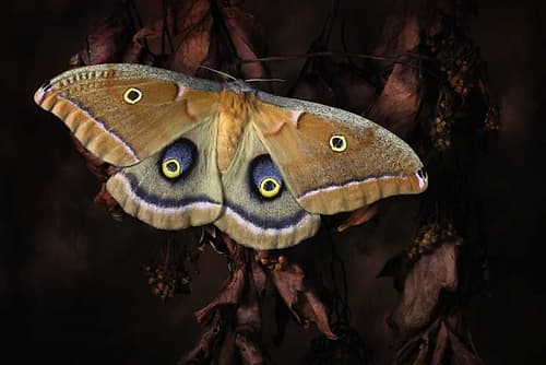 Polyphemus Art Print by Jimmy Hoffman