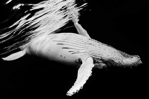 Black and Whale Art Print