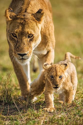 Into the future Animals Print