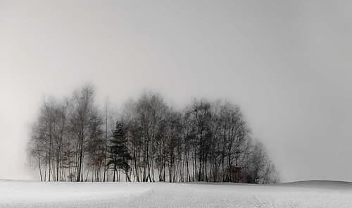Winter Forest Art Print