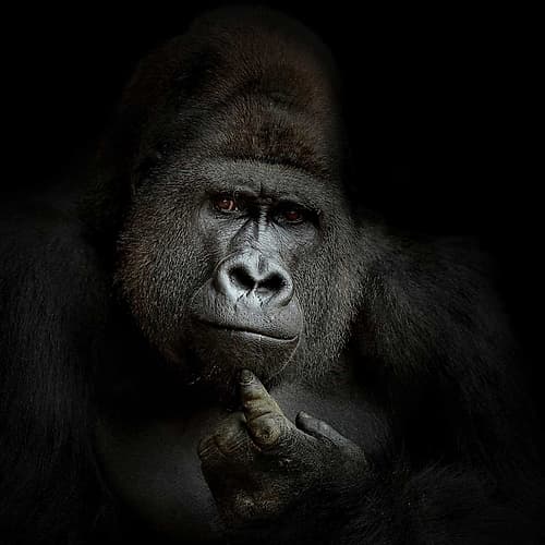 Ego Cogito, Ergo Sum Art Print by Antje Wenner-Braun