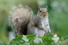 Eastern Grey Squirrel Art Print