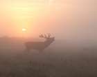 Misty Morning Stag Art Print