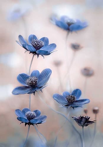 Cosmos Blue Art Print by Mandy Disher