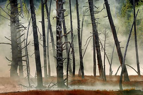 Dead Wood Art Print