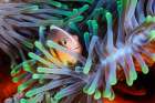 Clownfish Art Print