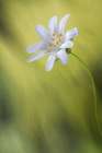 Stitchwort Art Print