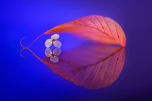 Flower in Heaven Art Print