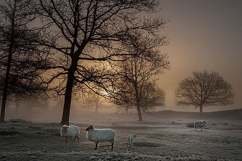 Foggy Morning Art Print by Piet Haaksma